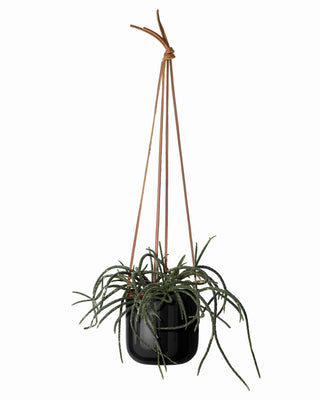 Hanging Planter - Medium