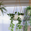 Hanging Planter - Large