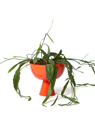 Green plant in a Sunset planter on a white background