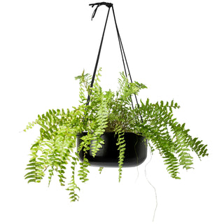 Hanging Planter - Large